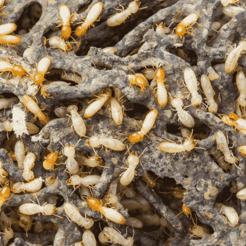 Termite Inspection Cumming, GA