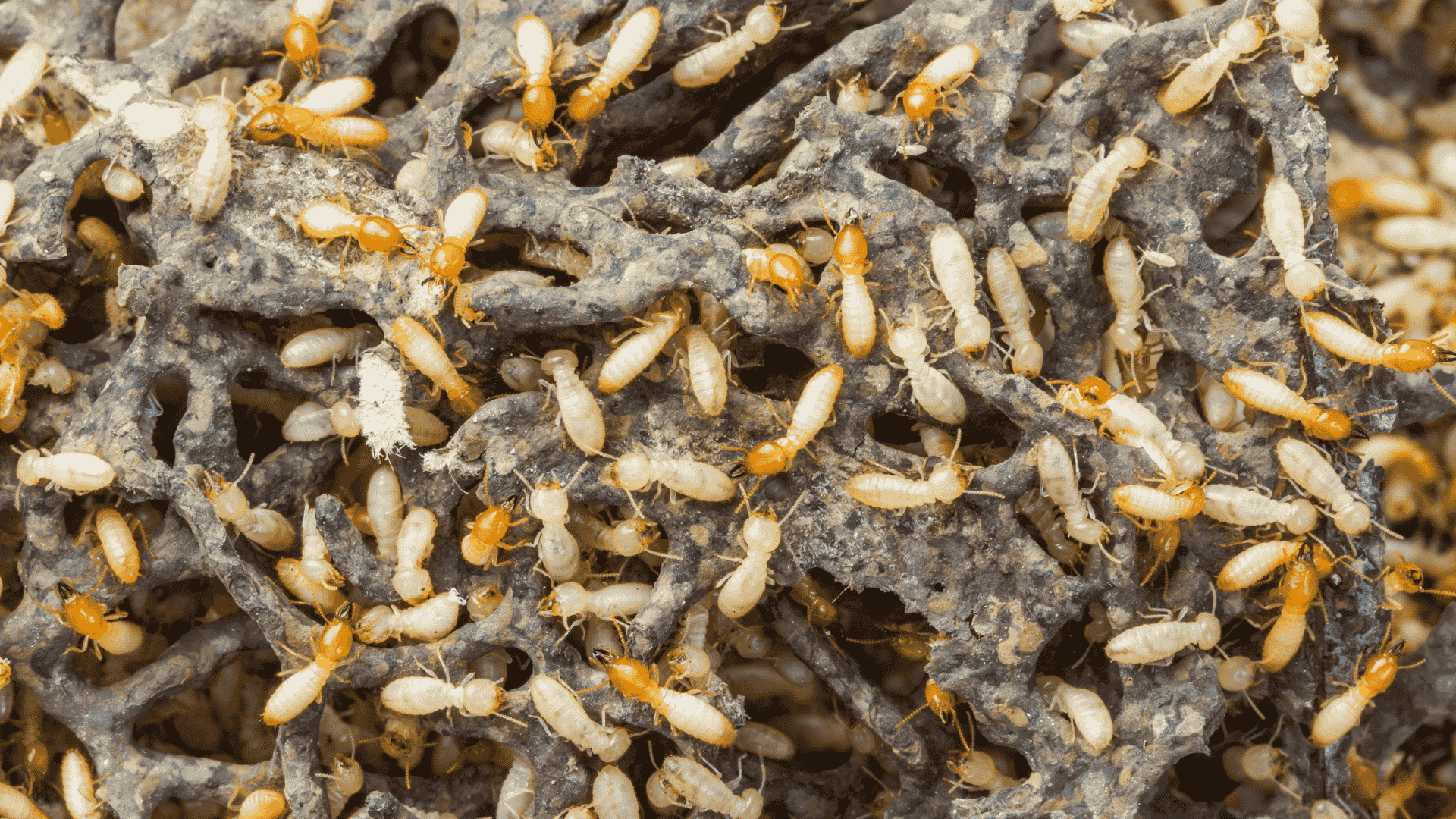 Termite Inspection Cumming, GA
