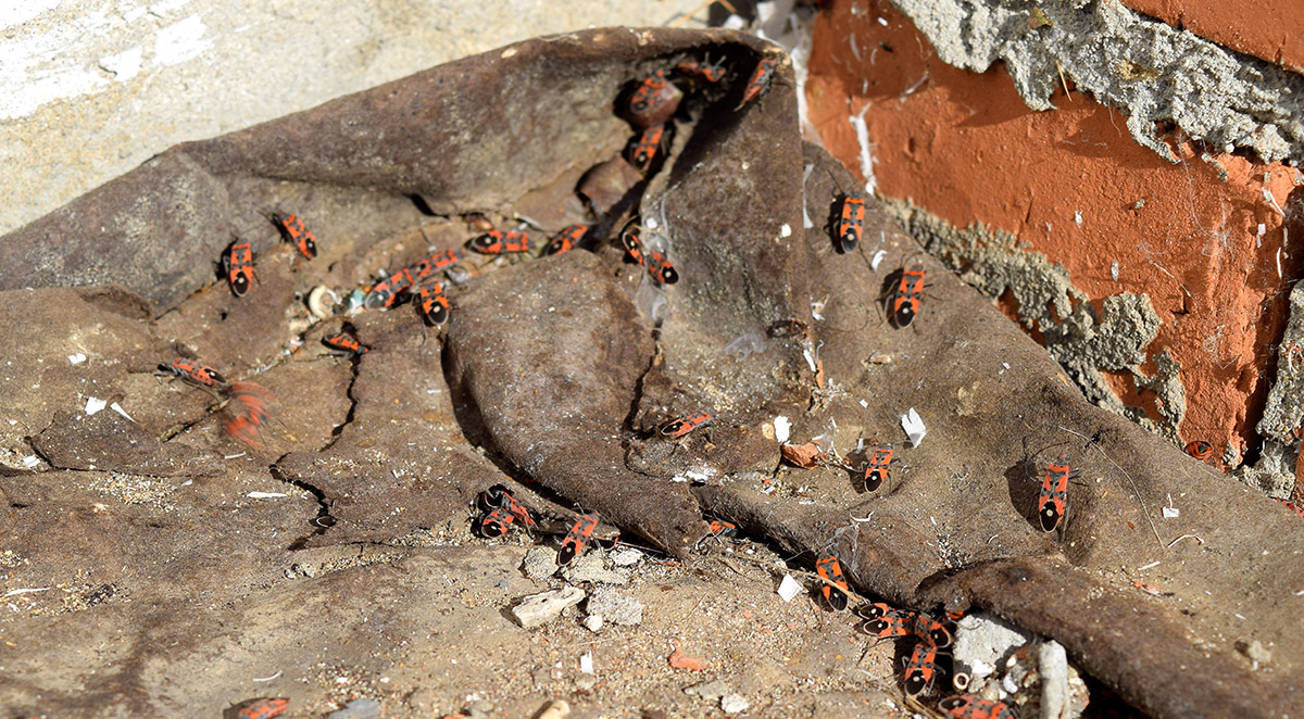 The Hidden Costs of Pest Infestations